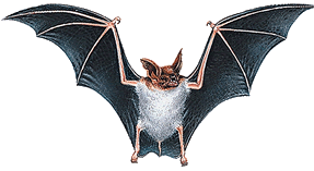 chauve-souris